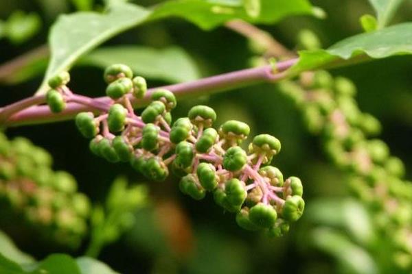 商陸產地在哪里 商陸有毒嗎