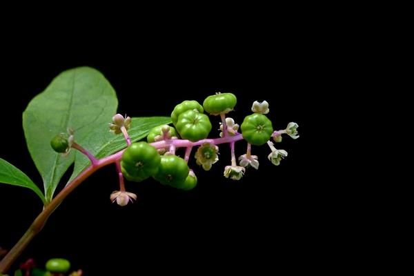 商陸產地在哪里 商陸有毒嗎