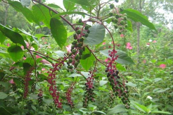 商陸產地在哪里 商陸有毒嗎