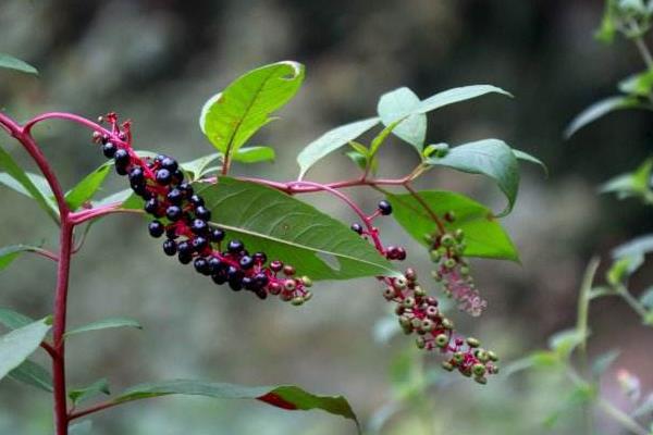 商陸產地在哪里 商陸有毒嗎