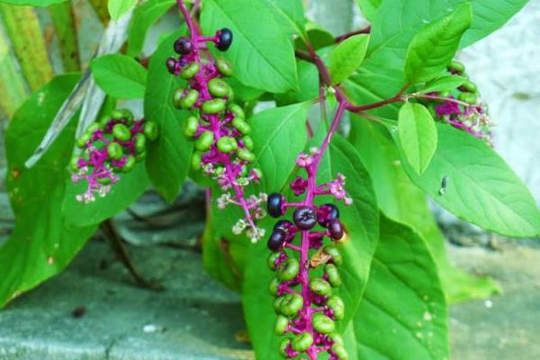 商陸產地在哪里 商陸有毒嗎