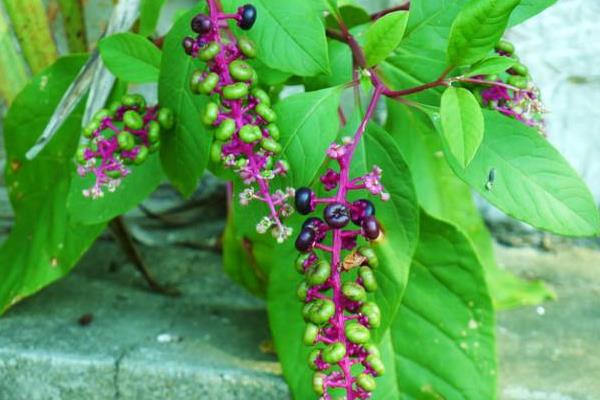 商陸能吃嗎 商陸中毒癥狀