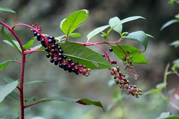 商陸能吃嗎 商陸中毒癥狀