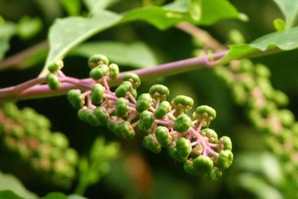 商陸能吃嗎 商陸中毒癥狀