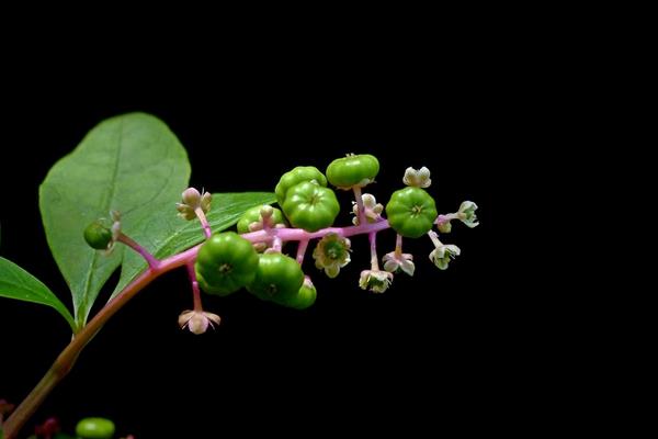 商陸能吃嗎 商陸中毒癥狀