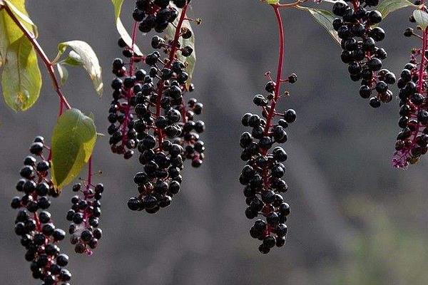 商陸能吃嗎 商陸中毒癥狀