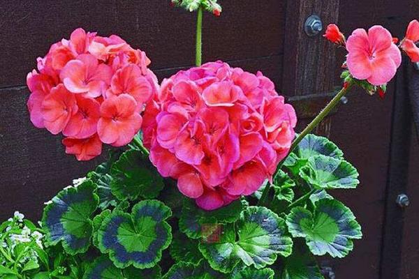 天竺葵怎么養 天竺葵養殖方法與注意事項