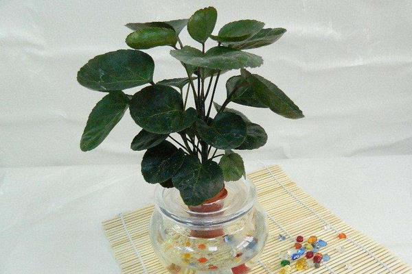 金錢兜有毒嗎 金錢兜能放在室內臥室嗎