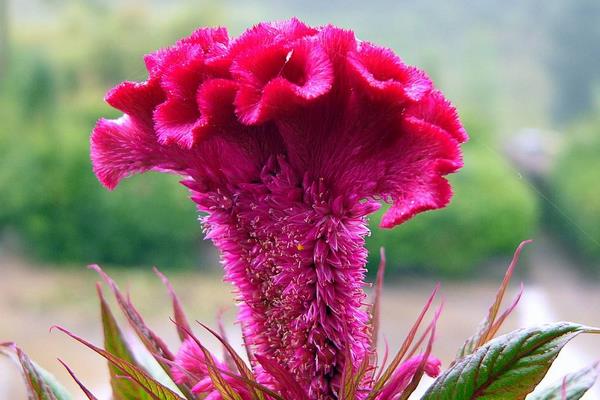 雞冠花有哪些顏色 雞冠花有哪些品種