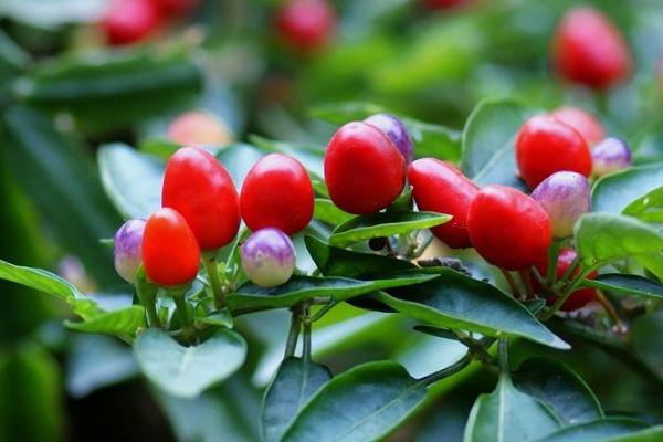 五色椒能吃嗎 五色椒怎么泡好吃