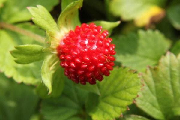 蛇莓的功效與作用及禁忌 蛇莓營養價值