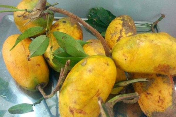 牛卵坨什么時候上市（幾月熟） 牛卵坨籽可以吃嗎