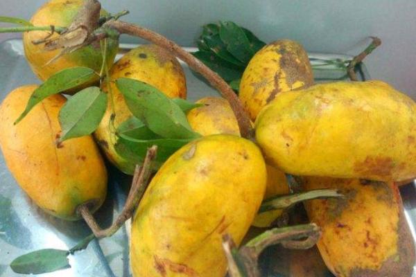 牛卵坨可以人工種植嗎 牛卵坨種植技術