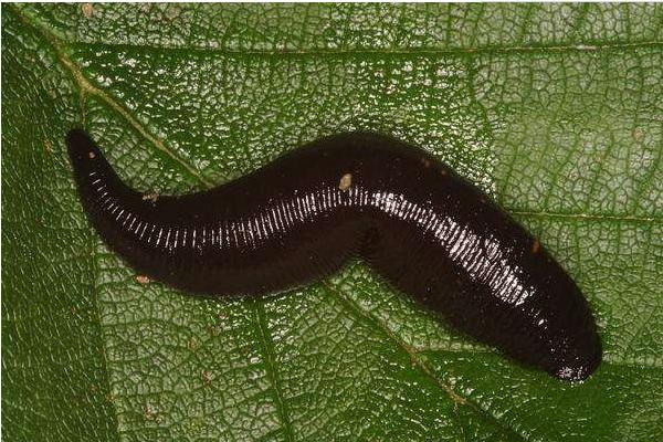 夢見螞蝗鉆進皮膚里是什么意思 夢到螞蝗吸自己的血有什么預兆