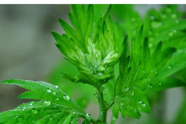 艾葉的功效與作用及禁忌 艾葉的藥用價(jià)值