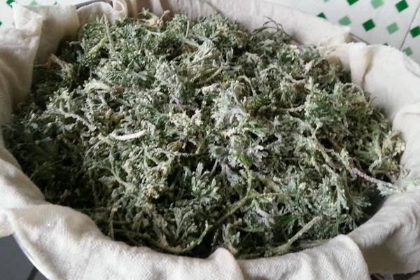 白蒿茶的功效與作用 鮮白蒿怎么做成茶