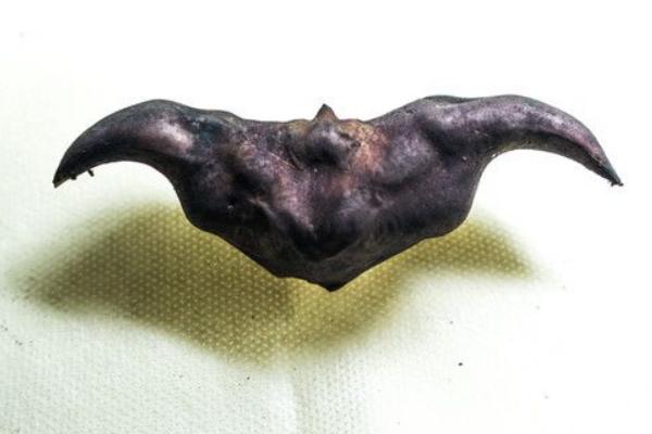 菱角怎么煮 菱角煮多久 煮菱角為什么要放鹽