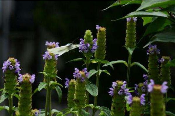 夏枯草有毒嗎 夏枯草孕婦可以喝嗎