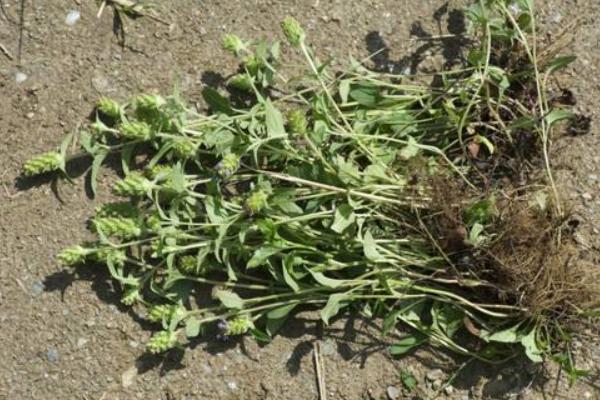 夏枯草有毒嗎 夏枯草孕婦可以喝嗎