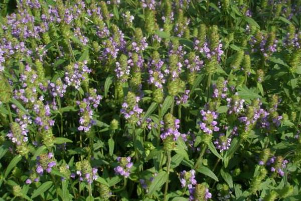 夏枯草有毒嗎 夏枯草孕婦可以喝嗎