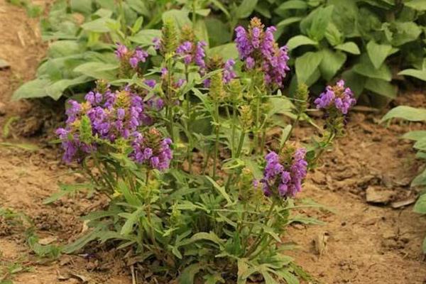 夏枯草有毒嗎 夏枯草孕婦可以喝嗎