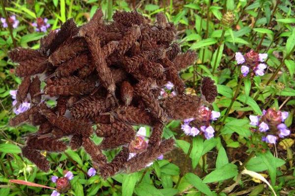 夏枯草有毒嗎 夏枯草孕婦可以喝嗎