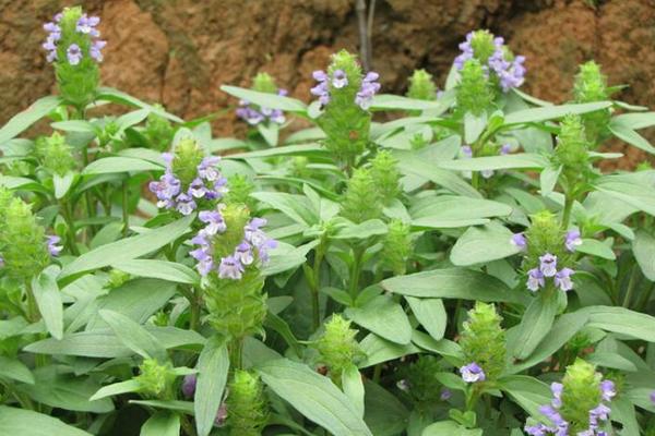 夏枯草長什么樣子 夏枯草怎么煮水喝