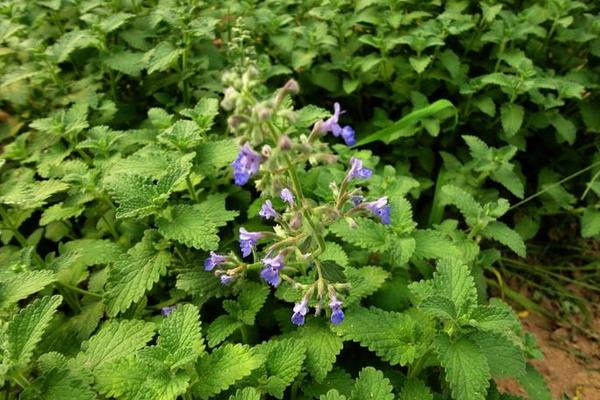 荊芥的功效與作用及禁忌 荊芥的藥用價(jià)值