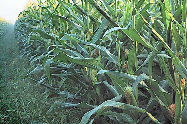 玉米蚜蟲的防治方法 玉米蚜蟲用什么藥