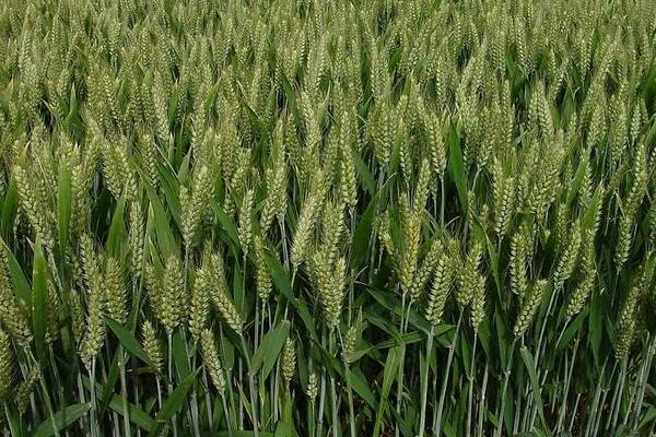 小麥蚜蟲的防治方法 小麥蚜蟲特效藥有哪些