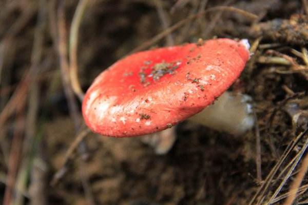 松乳菇市場價格多少錢一斤 松乳菇什么季節上市