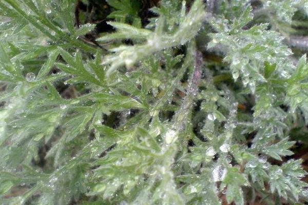 白蒿的功效與作用及禁忌 白蒿的藥用價值