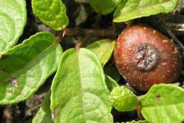 地枇杷怎么種 地枇杷種植技術(shù)