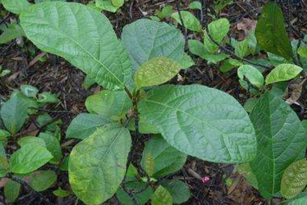 地枇杷怎么種 地枇杷種植技術(shù)