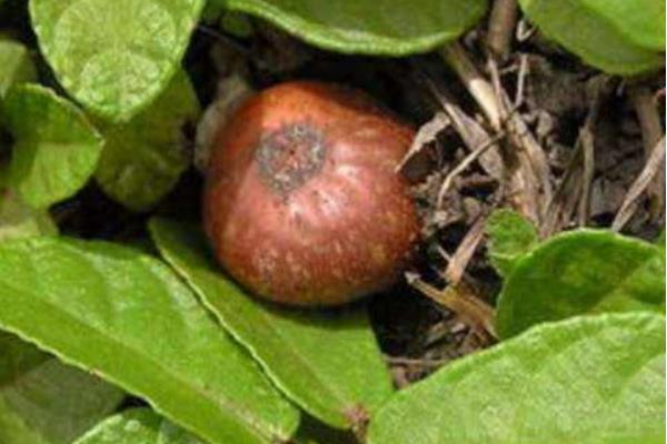 地枇杷怎么種 地枇杷種植技術(shù)