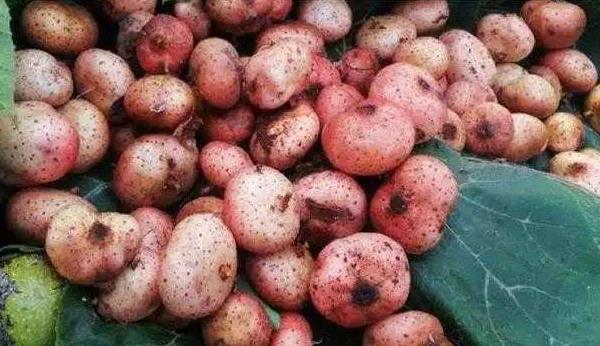 地枇杷怎么種 地枇杷種植技術(shù)