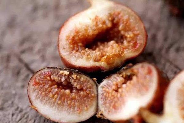 地枇杷怎么種 地枇杷種植技術(shù)