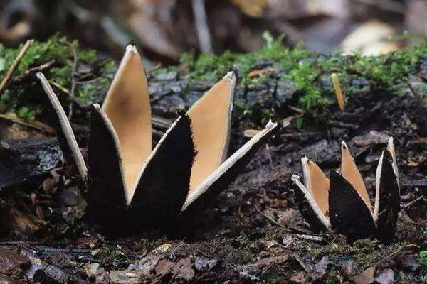 惡魔雪茄能吃么 惡魔雪茄有毒嗎