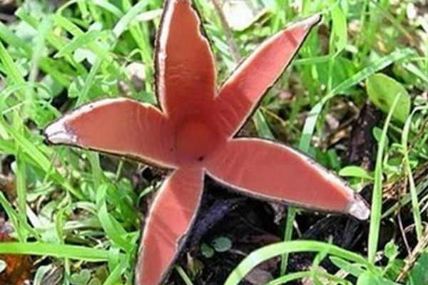 惡魔雪茄能吃么 惡魔雪茄有毒嗎