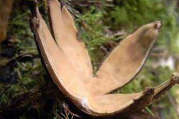 惡魔雪茄能吃么 惡魔雪茄有毒嗎