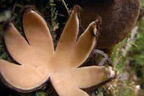 惡魔雪茄能吃么 惡魔雪茄有毒嗎