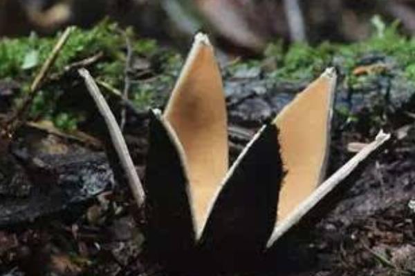 惡魔雪茄能吃么 惡魔雪茄有毒嗎