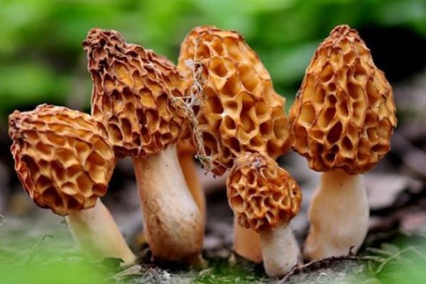 干羊肚菌市場價格多少錢一斤 干羊肚菌要泡多久