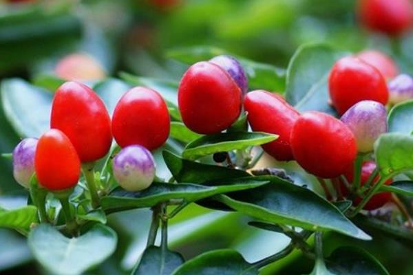 觀賞辣椒的種植方法與時間 盆栽觀賞辣椒怎么種