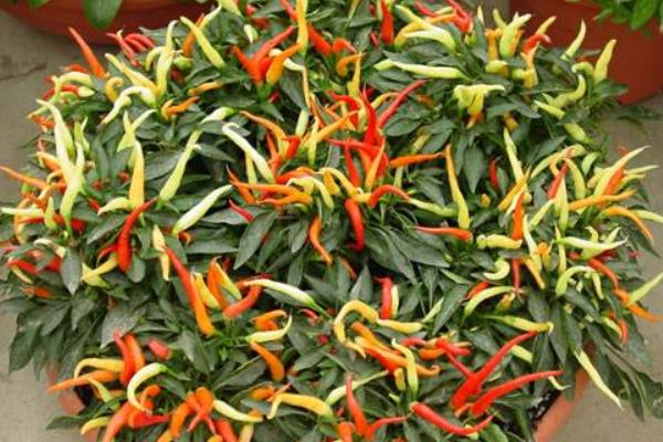 觀賞辣椒的種植方法與時間 盆栽觀賞辣椒怎么種