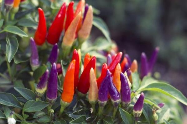 觀賞辣椒的種植方法與時間 盆栽觀賞辣椒怎么種