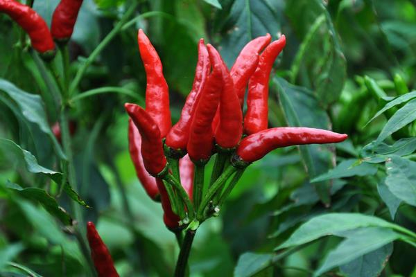 觀賞辣椒的種植方法與時間 盆栽觀賞辣椒怎么種