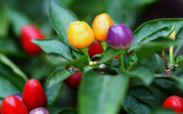 觀賞辣椒的種植方法與時間 盆栽觀賞辣椒怎么種