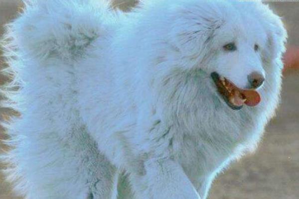 海藍獸市場價格多少錢一只 海藍獸真的存在嗎