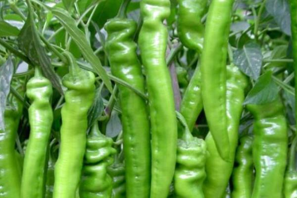 航椒4號市場價格多少錢一斤 航椒4號適合什么地區種